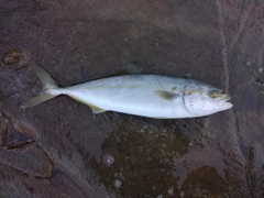 ワカシの釣果