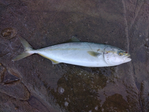 ワカシの釣果