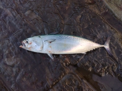 ソウダガツオの釣果