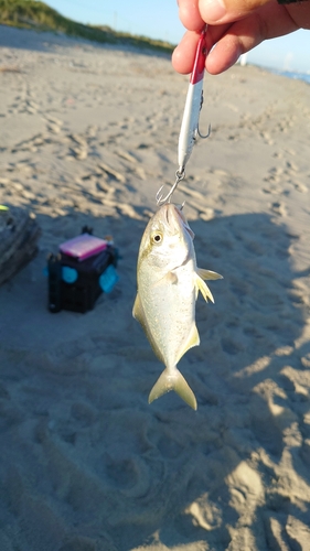 ショゴの釣果