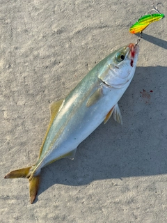 ワカシの釣果