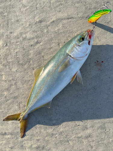 ワカシの釣果