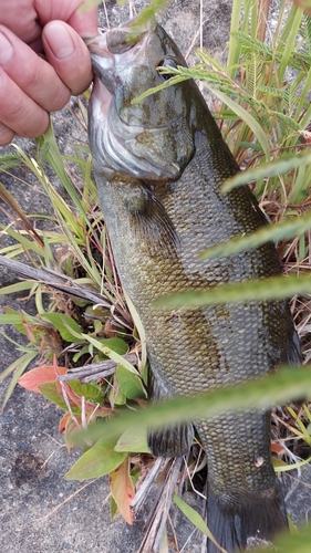 スモールマウスバスの釣果