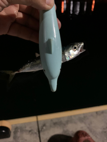 サバの釣果