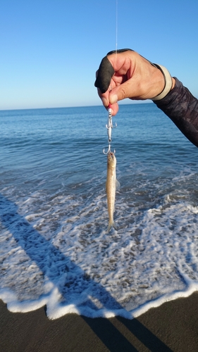 エソの釣果