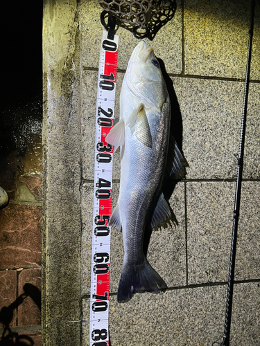 シーバスの釣果