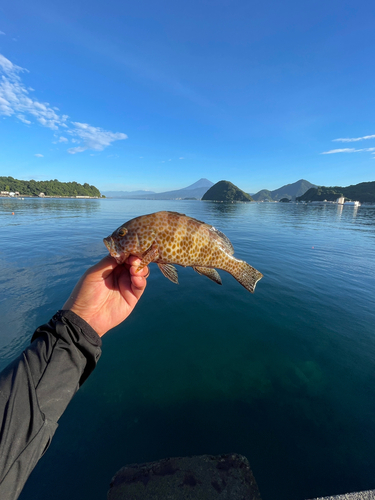 オオモンハタの釣果