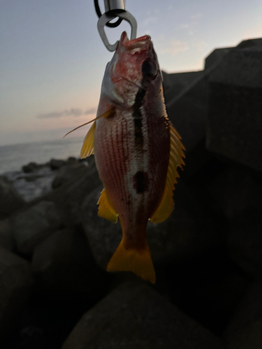 ヨコスジフエダイの釣果