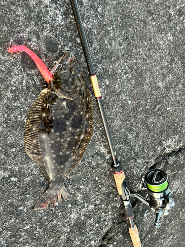 マゴチの釣果