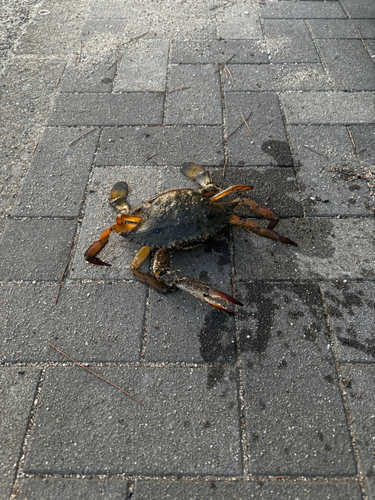 カニの釣果