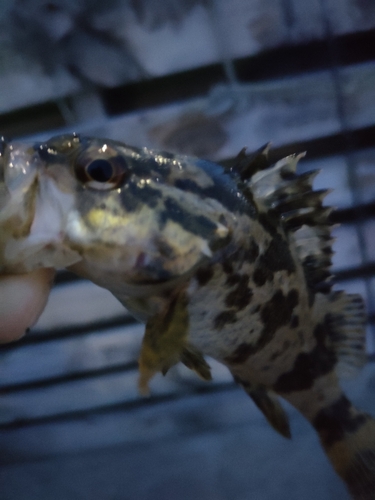 タケノコメバルの釣果