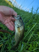 ブラックバスの釣果