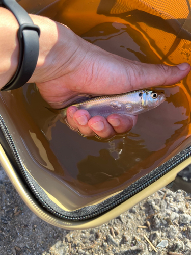 ママカリの釣果