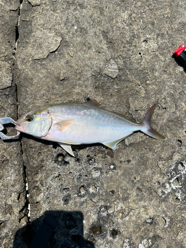 カンパチの釣果