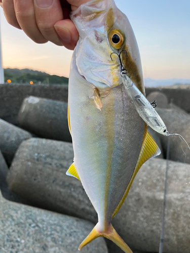 ネリゴの釣果