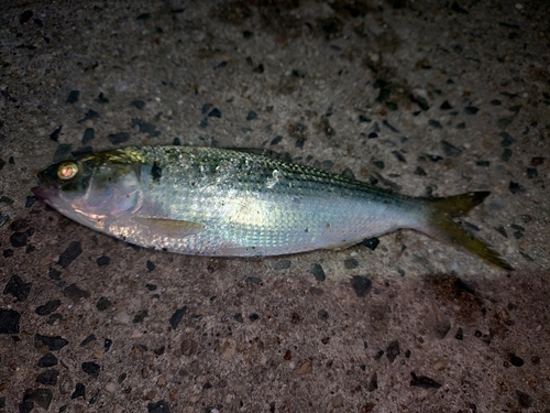 コノシロの釣果