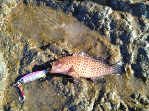 オオモンハタの釣果