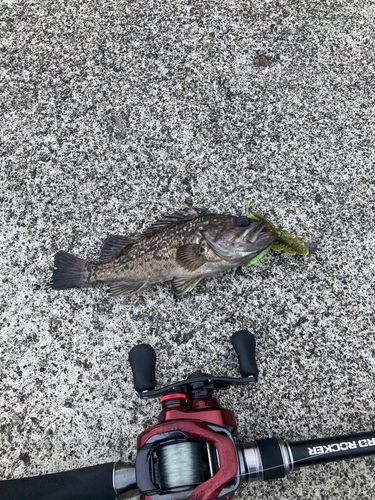 クロソイの釣果