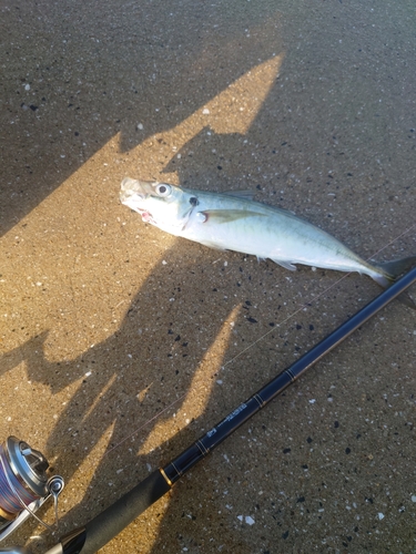 マルアジの釣果