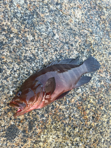 ヤミハタの釣果