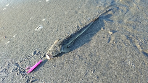 マゴチの釣果