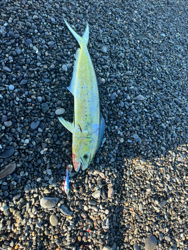 シイラの釣果