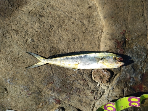 シイラの釣果