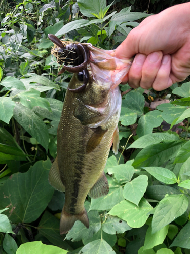 ブラックバスの釣果