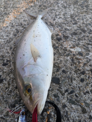 ネリゴの釣果