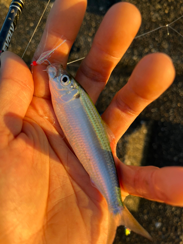 サッパの釣果