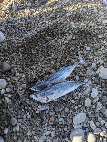 ソウダガツオの釣果