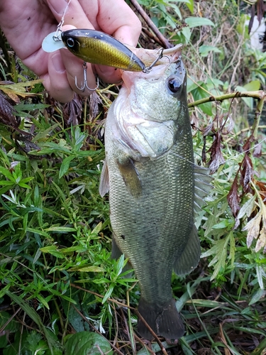 ラージマウスバスの釣果