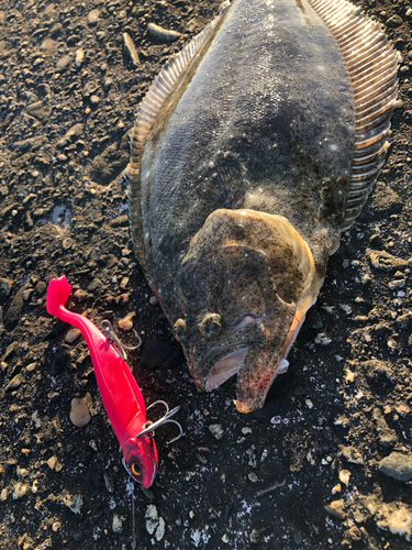 ヒラメの釣果