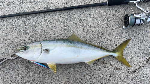 イナダの釣果