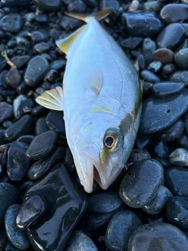 ショゴの釣果