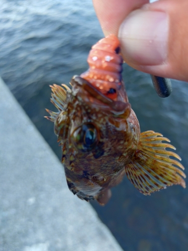 カサゴの釣果