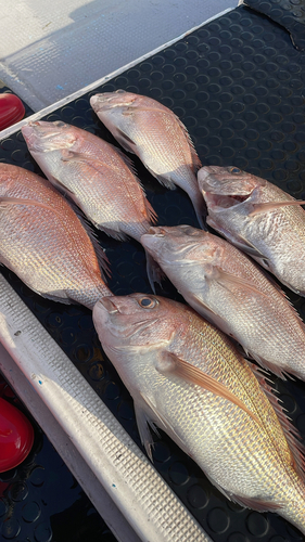 タイの釣果