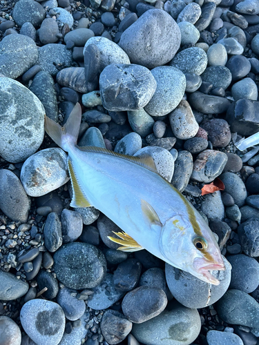 ショゴの釣果