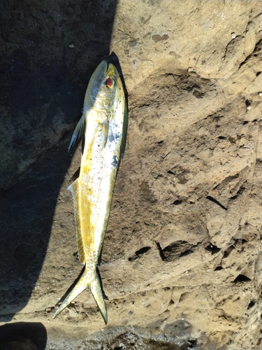 シイラの釣果