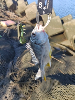 キビレの釣果