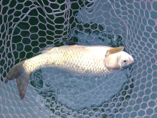 フナの釣果