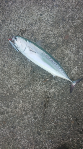 ソウダガツオの釣果