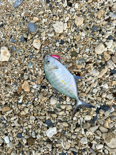 ナンヨウカイワリの釣果