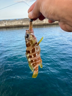 アカハタの釣果