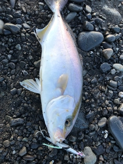 ショゴの釣果