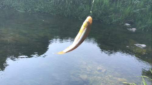 カワムツの釣果