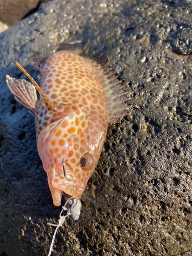 オオモンハタの釣果