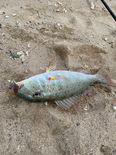 ムネアカクチビの釣果