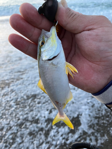 ショゴの釣果