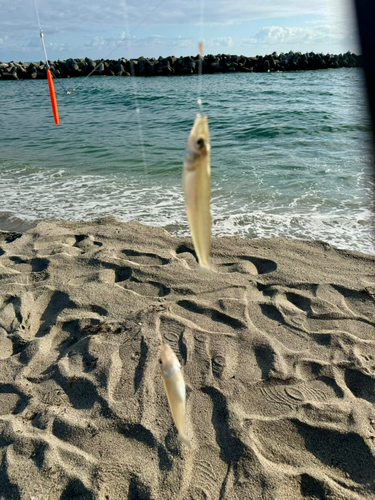 キスの釣果